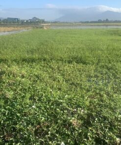 bán đất công thành