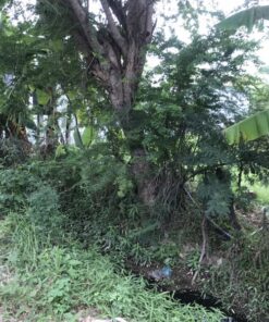 bán đất xã thành hải