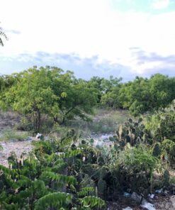 bán đất biển ninh thuận