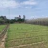 bán đất nông nghiệp phan rang ninh thuận