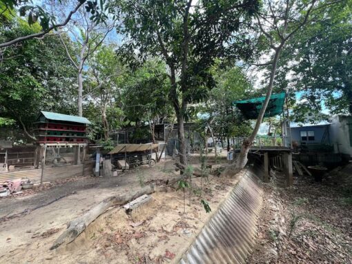 Cần bán nhà vườn rộng 2215m2 phường Mỹ Hải chỉ 3,8 tỷ - Ảnh 2