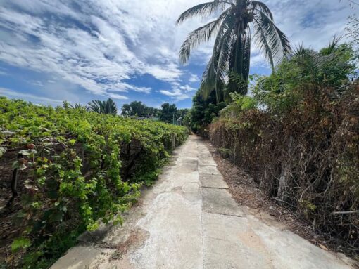 Cần bán nhà vườn rộng 2215m2 phường Mỹ Hải chỉ 3,8 tỷ - Ảnh 4