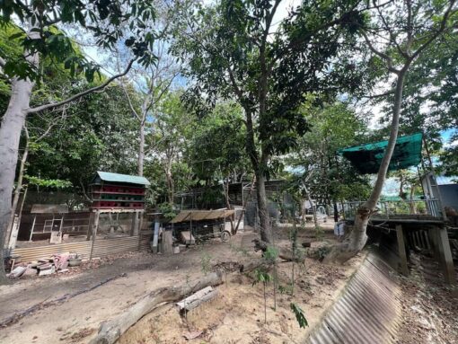 Cần bán nhà vườn rộng 2215m2 phường Mỹ Hải chỉ 3,8 tỷ - Ảnh 8