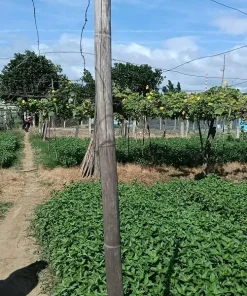 Cần sang lại 517m2 đất HNK khu 7 Quẹo phường Bảo An chỉ 490tr