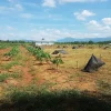Cần bán farm 3,3ha tại Bác Ái ngay Cầu Sông Cái chỉ 200tr/ sào