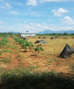 Cần bán farm 3,3ha tại Bác Ái ngay Cầu Sông Cái chỉ 200tr/ sào